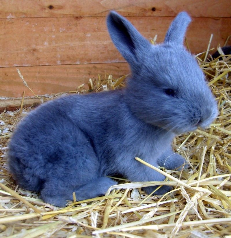 blue american rabbit