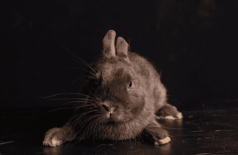 havana rabbit