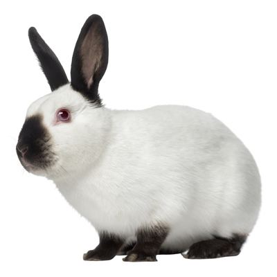 himalayan rabbit