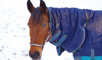 best horse blanket