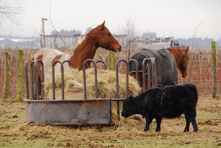 round bale feeder for horses