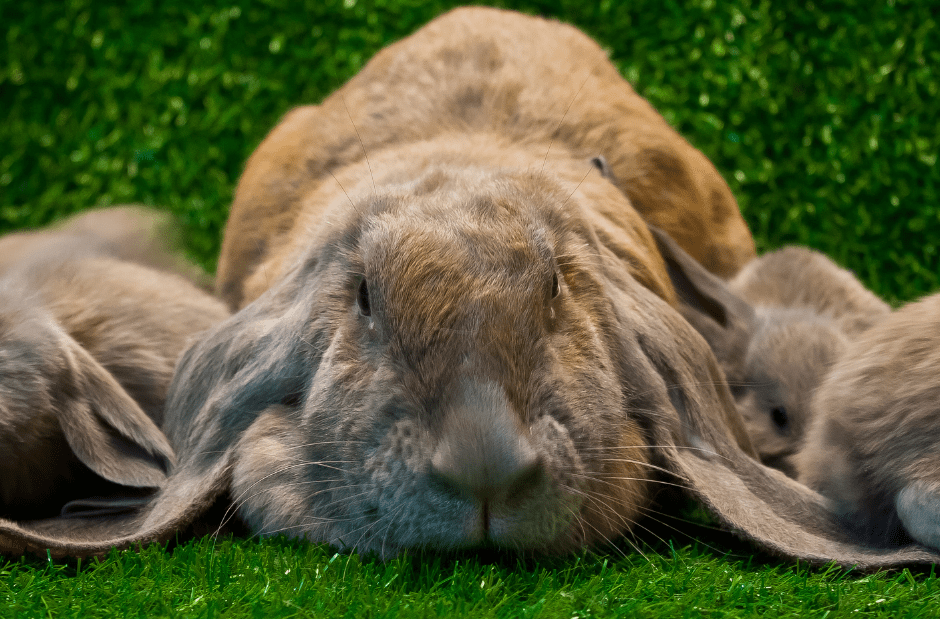 velveteen lop rabbits information