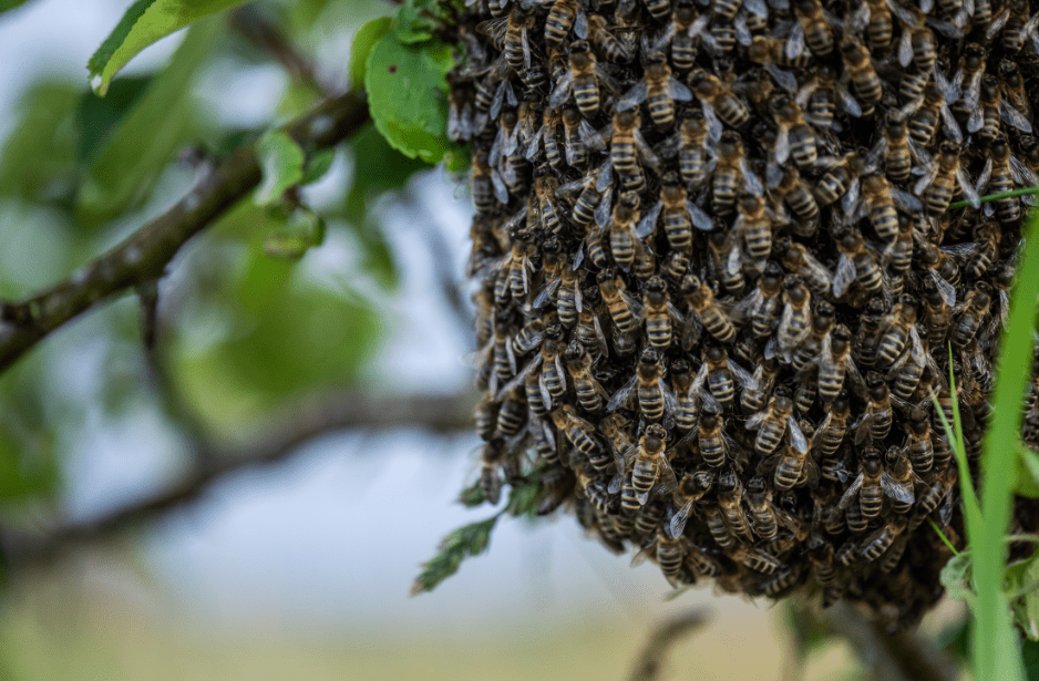 bee swarms