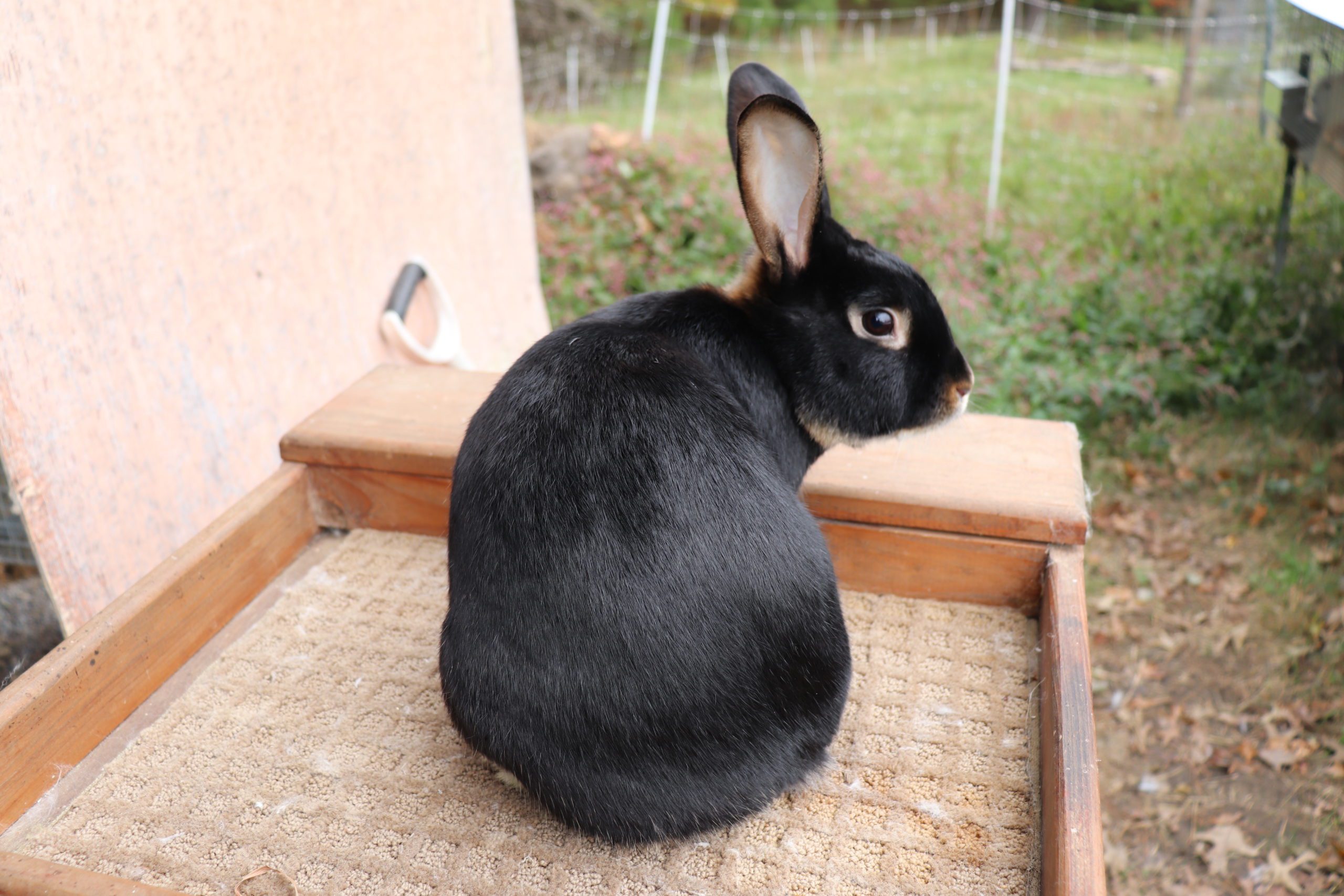 Mini Satin Rabbit Black And White