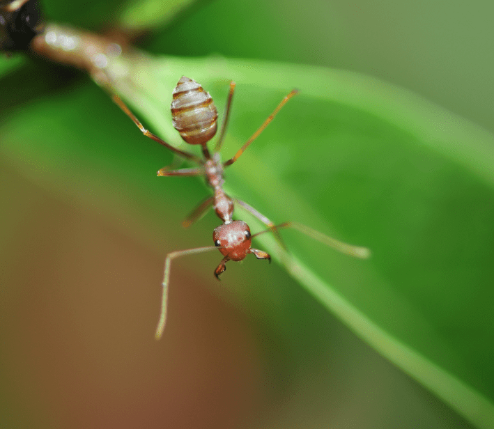 ant reproduction - soldier ant