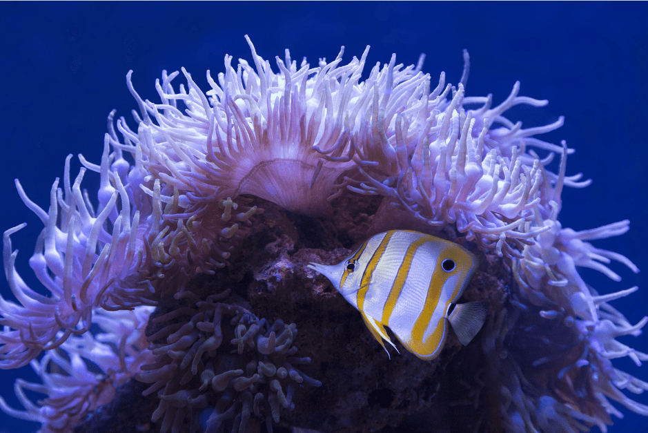 A Butterfly Fish