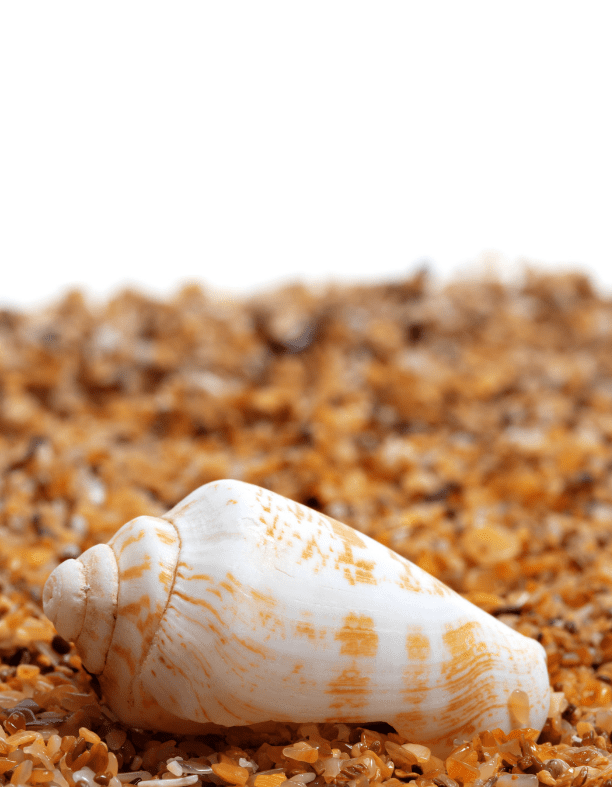 A Cone Snail