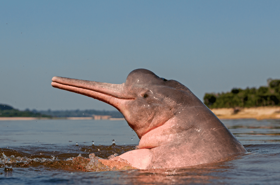 Amazon River Dolphin Animal Corner