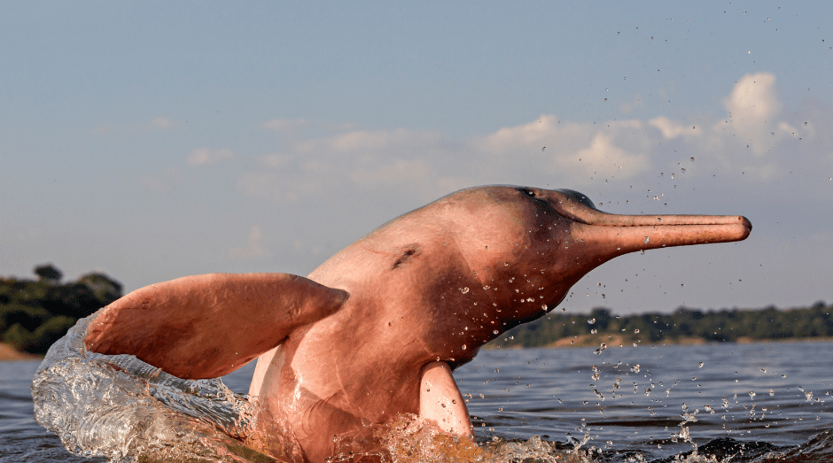An Amazon River Dolphin