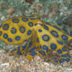 Blue-Ringed Octopus