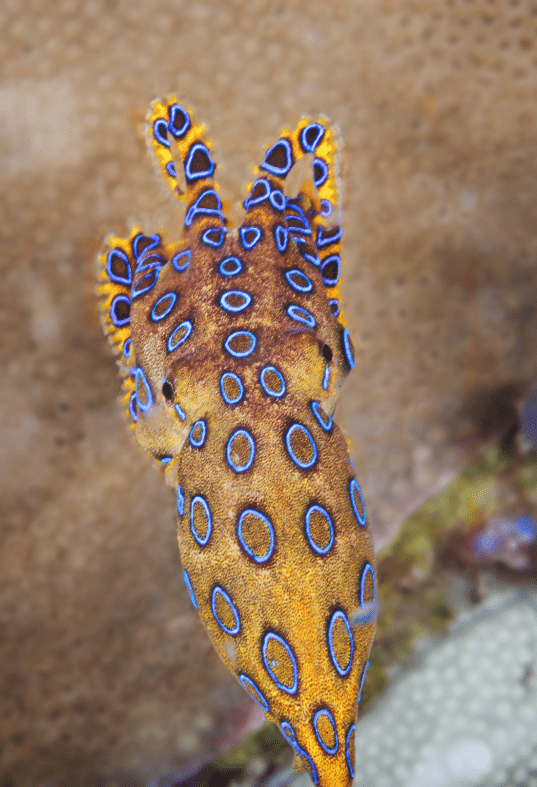 Blue Ringed Octopuses