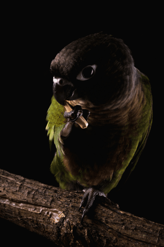 Green Cheeked Conures