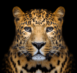 Cheetah vs leopard - the leopard