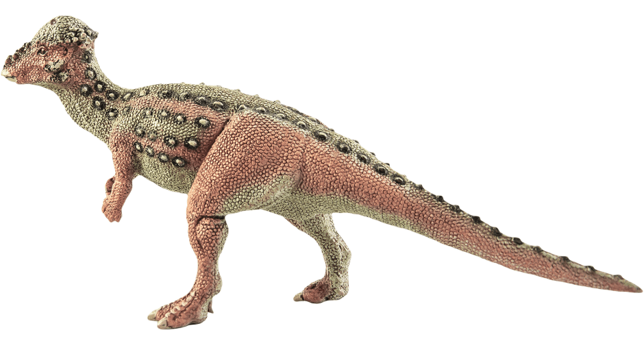 pachycephalosaurus-2