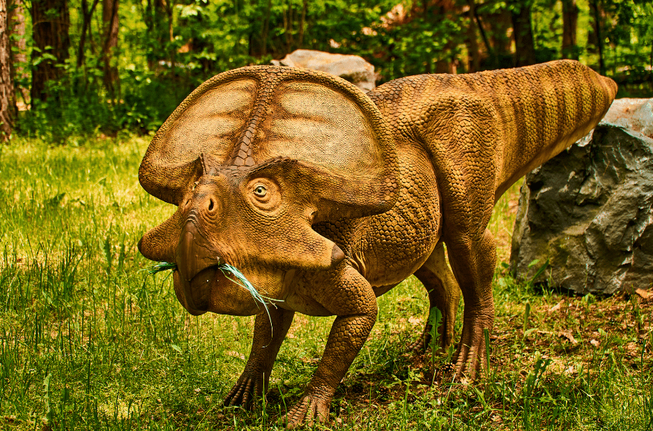 protoceratops