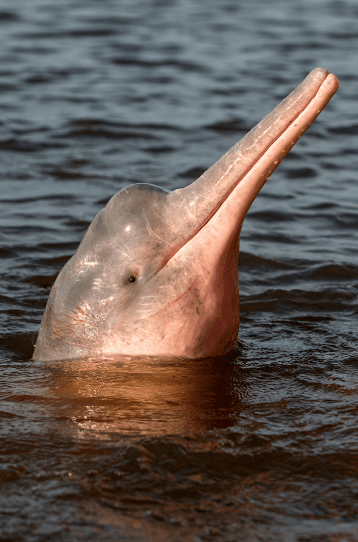 The Amazon River Dolphin