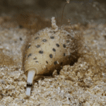 The Cone Snail