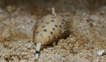 The Cone Snail