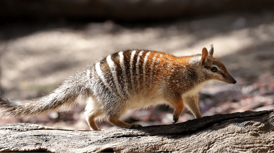 11 Magnificent Marsupials - Animals with Pouches - Animal Corner