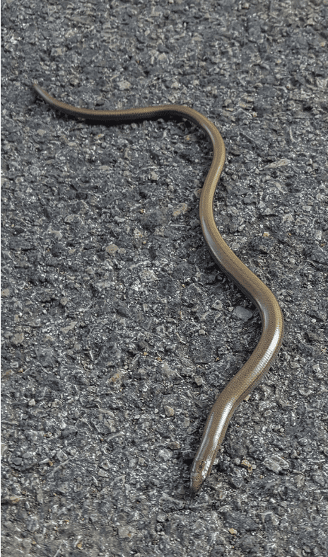 The Slow Worm