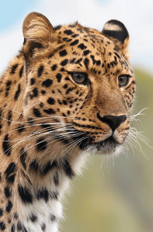 The Leopard - Top Facts & Information - Animal Corner
