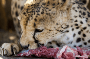 cheetah vs leopard - eating
