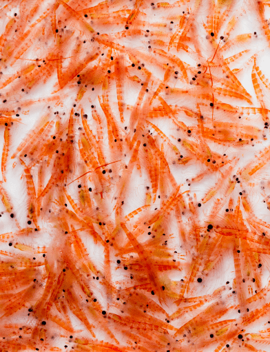 krill crustaceans