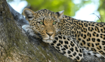 The Leopard - Top Facts & Information - Animal Corner