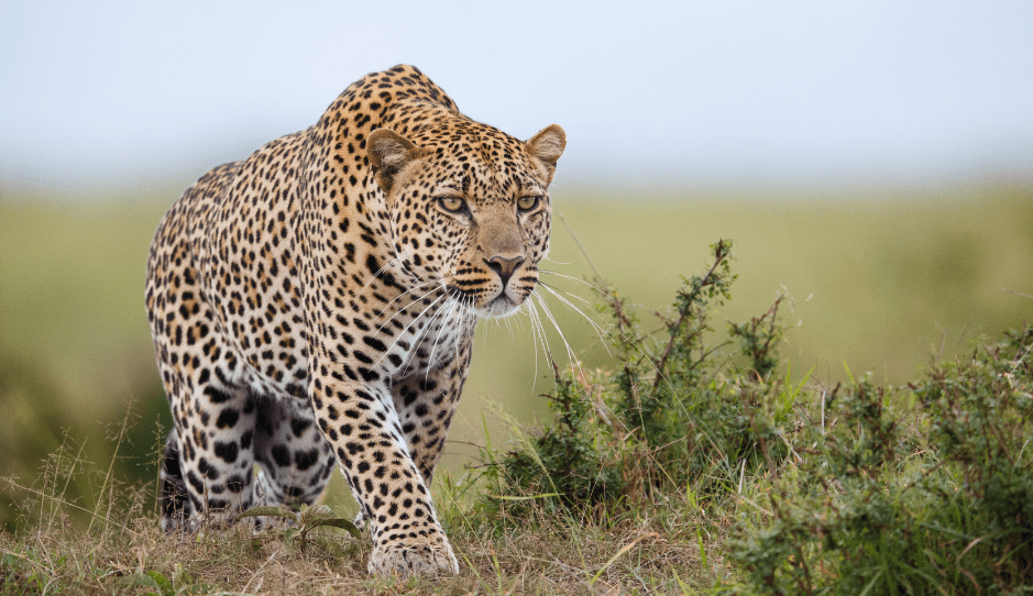 leopard stalking