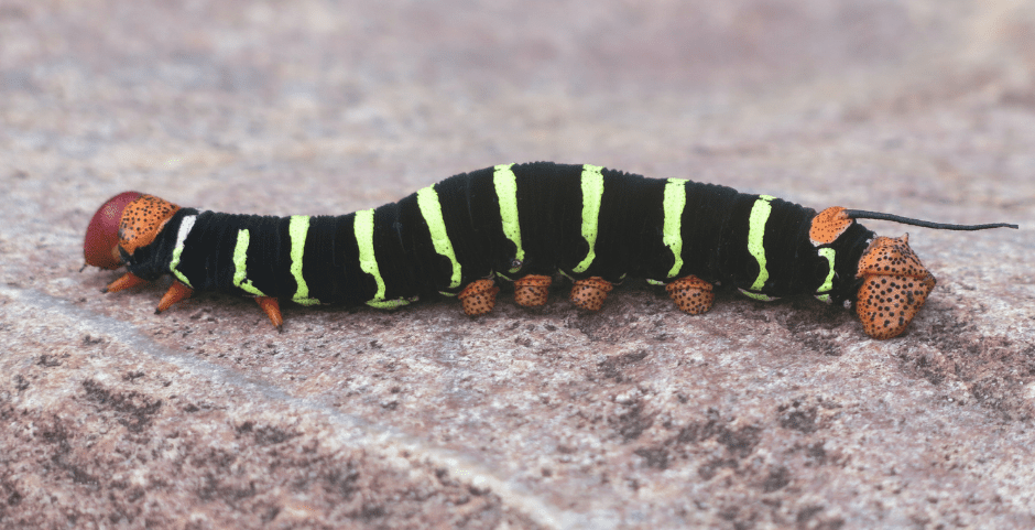 poisonous caterpillar