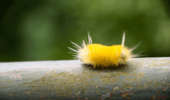 poisonous caterpillars