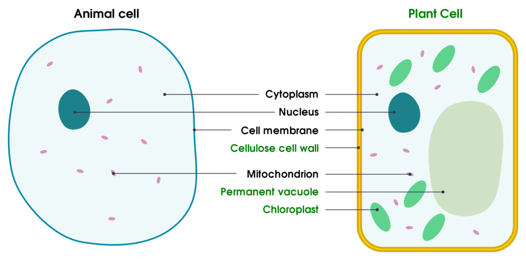 plant vs animal cells diagram