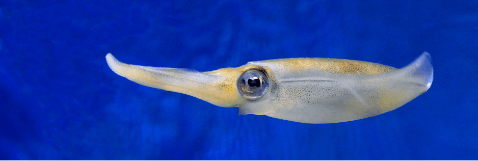 A Bigfin Reef Squid