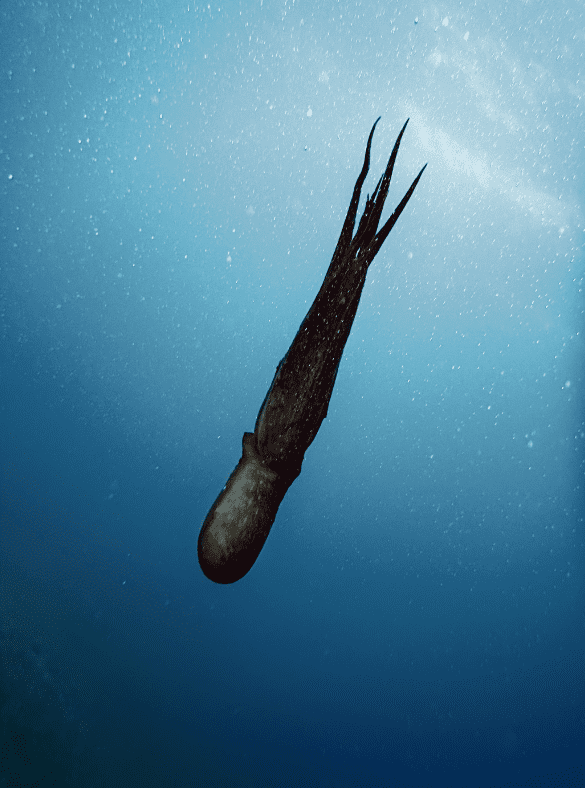 A Giant Squid