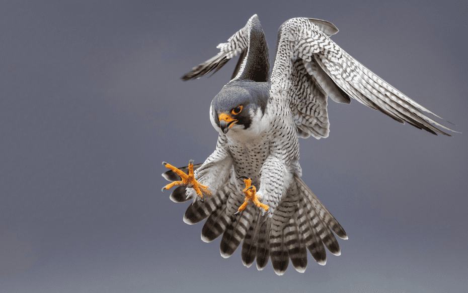 A Peregrine Falcon