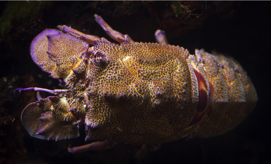 Details about   Crustaceans Slipper lobster Scyllarus arctus Taxidermy Oddities Curios 