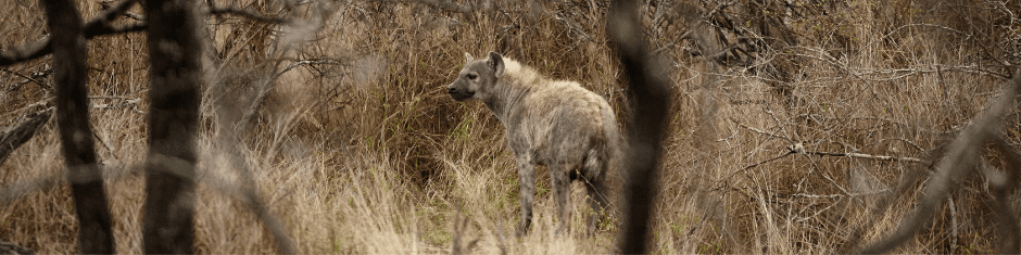 Пятнистая гиена - Уголок животных