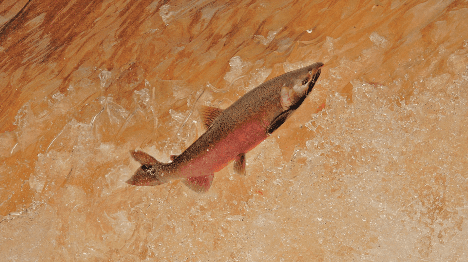 A king salmon