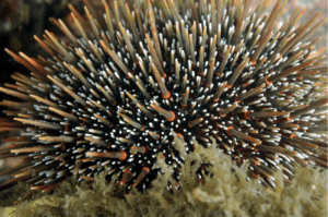 Common heart urchin