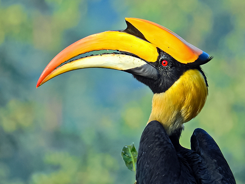 10 Amazing Birds With Long Beaks - Animal Corner