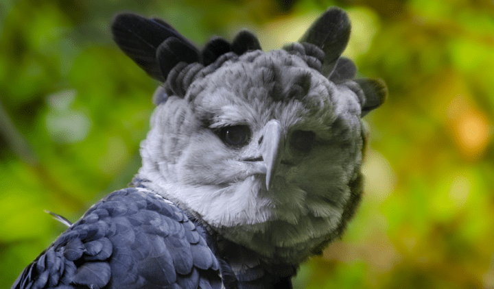 The extremely formidable feet and talons of a harpy eagle : r/natureismetal