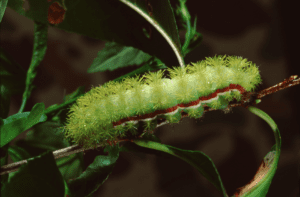 Green Caterpillars - Animal Corner