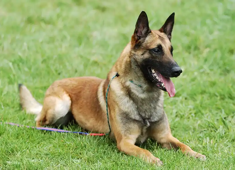Police Dog Breeds - Animal Corner