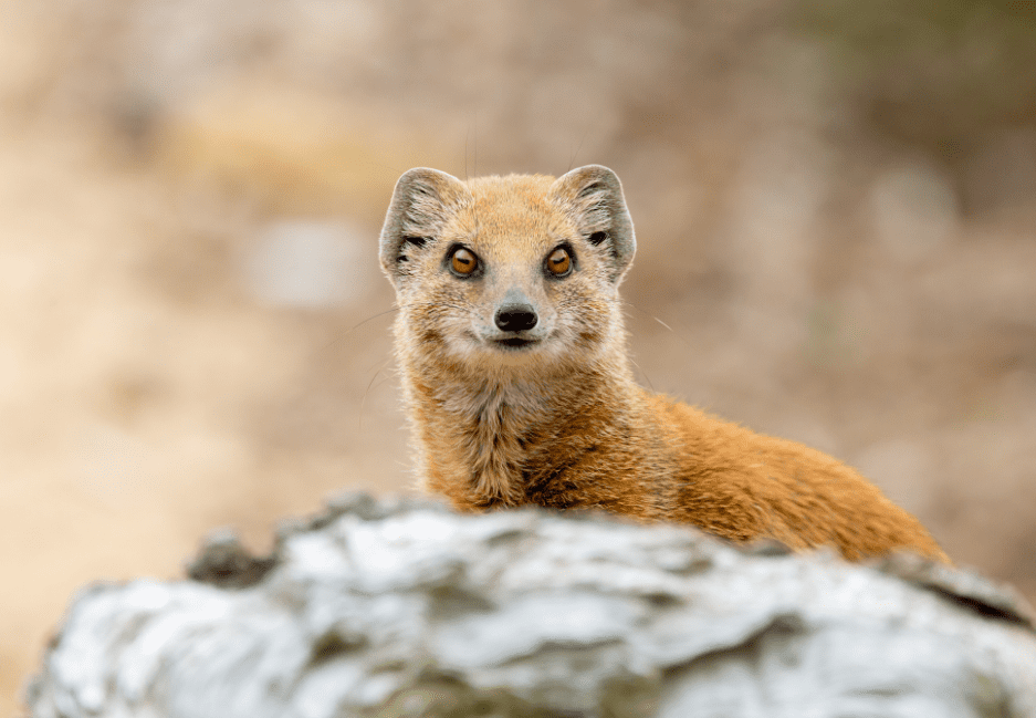 Mongoose - Animal Corner