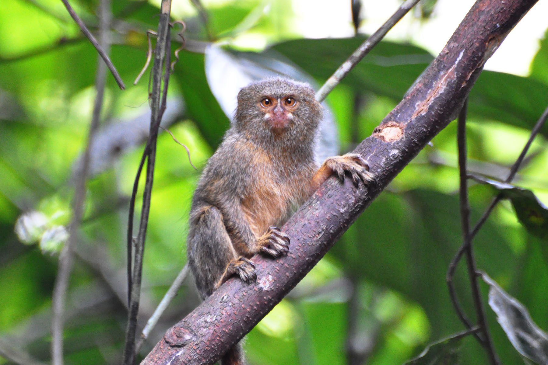 marmoset pet monkey breeds