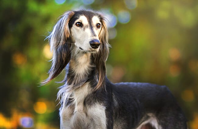 are pig ears bad for a saluki