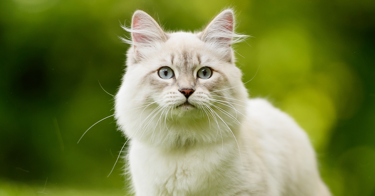 hypoallergenic cat breeds