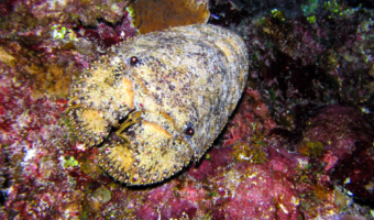 Details about   Crustaceans Slipper lobster Scyllarus arctus Taxidermy Oddities Curios 