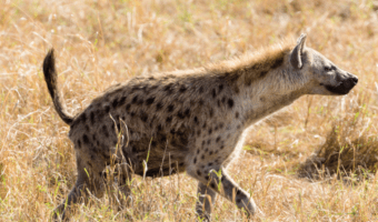 The Spotted Hyena - Animal Corner