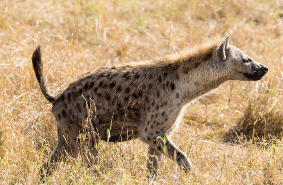 The Spotted Hyena - Animal Corner